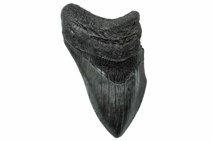 Partial, Fossil Megalodon Tooth - South Carolina #300149